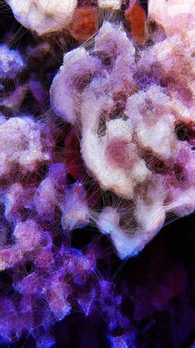 Machine Hallucinations - Coral - Generative AI Data Painting D thumbnail