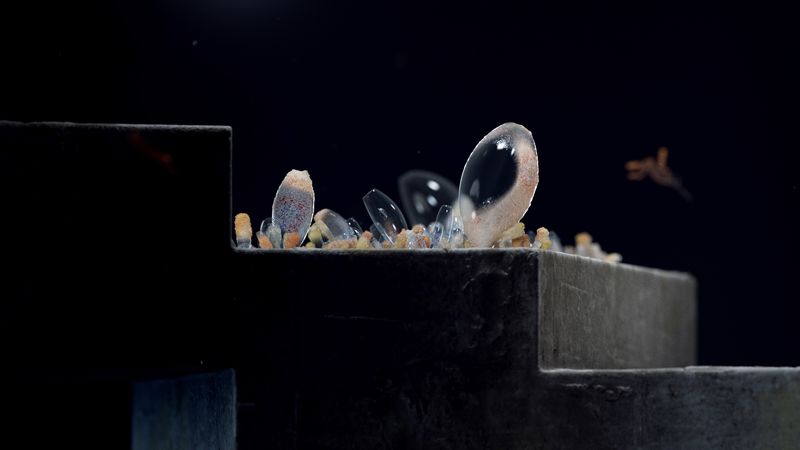January 2025 - "Early Growth" by OMA/Shohei Shigematsu, Charlotte Taylor & Nicholas Préaud
