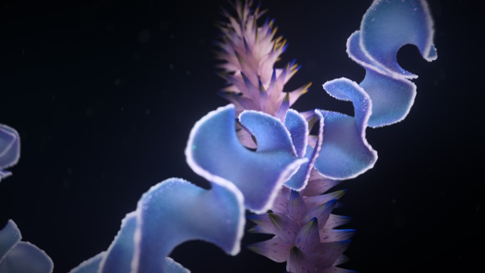 CORAL ARENA cover