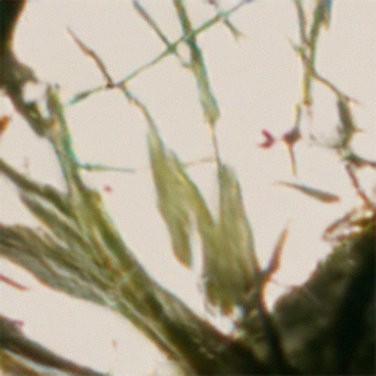 Latent Images 1.1 thumbnail