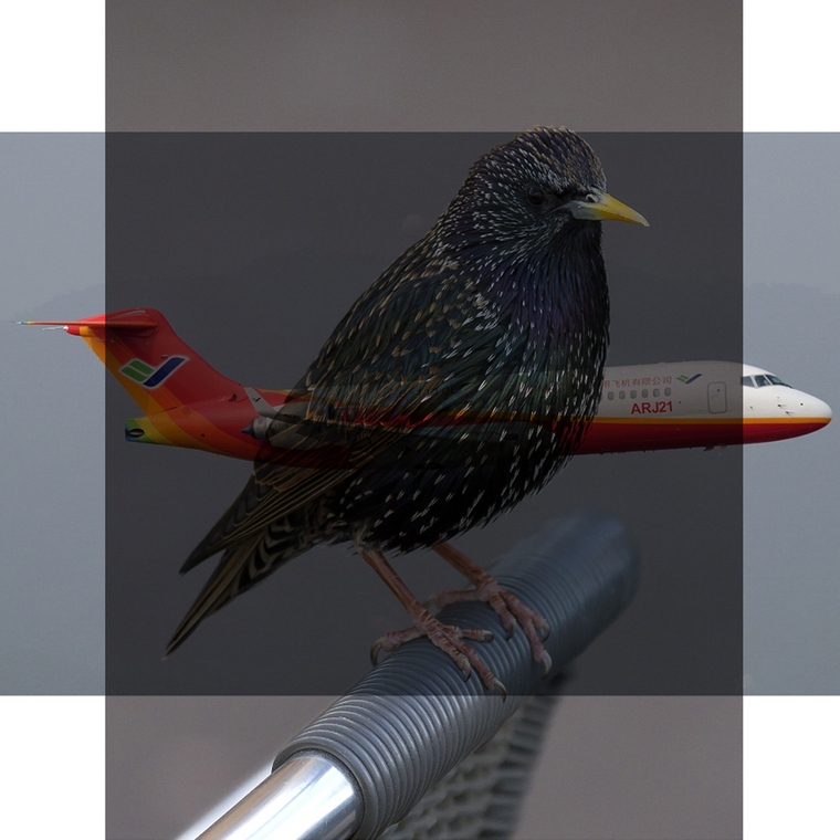 AnimalAircraft thumbnail