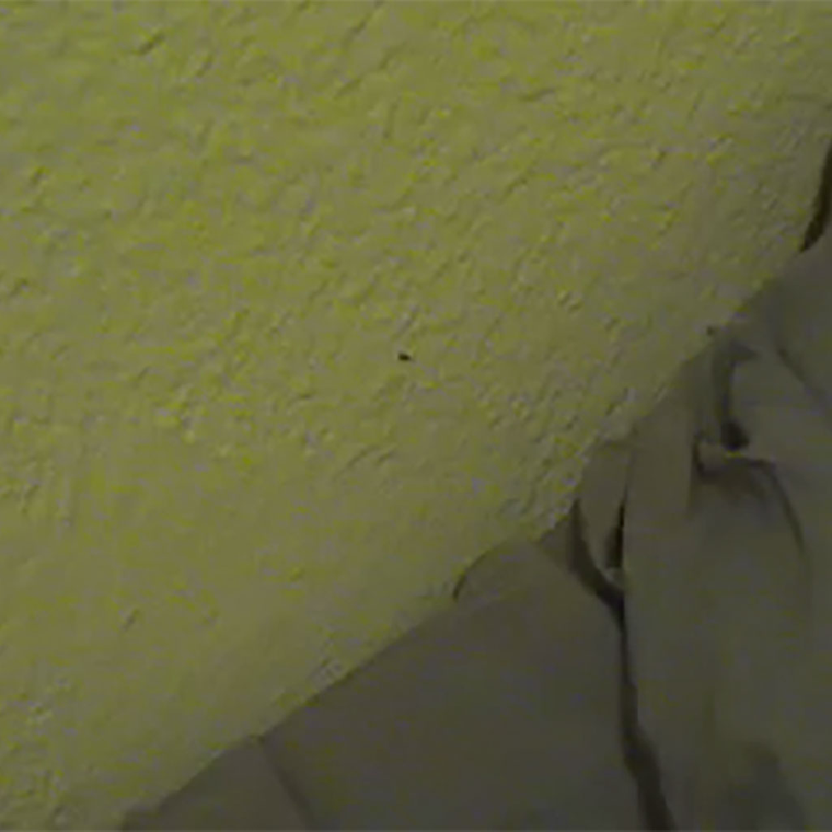 Bug log 2 thumbnail